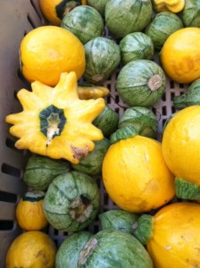 green:yellow squash.JPG
