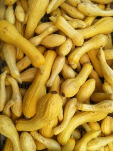 yellow squash.JPG