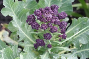 Purple-Cauliflower