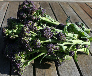 sprouting broccoli