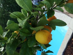 Kumquat branch