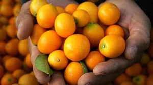 Kumquats