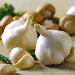 Garlic pictures