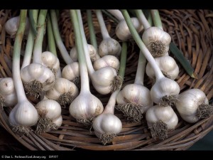 Garlic_Allium_sativum_DP357