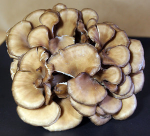 Maitake Mushroom