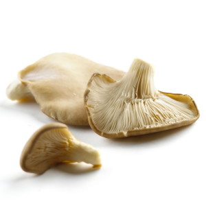 oyster mushroom